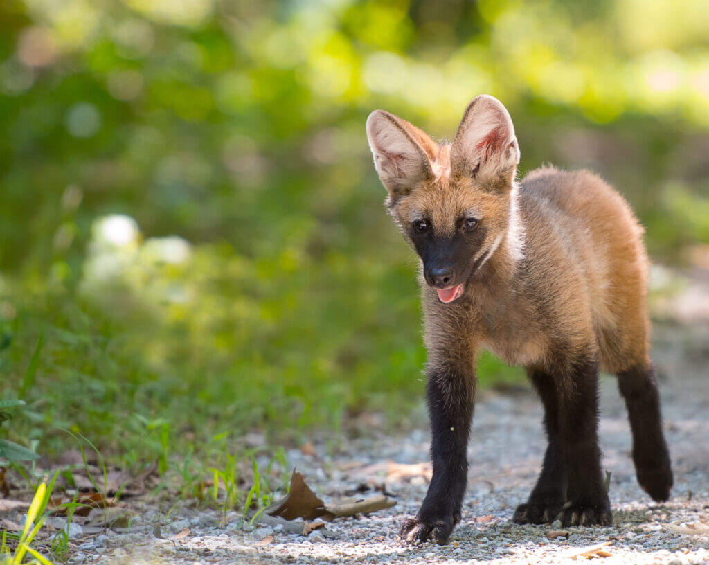 Young maned wolf